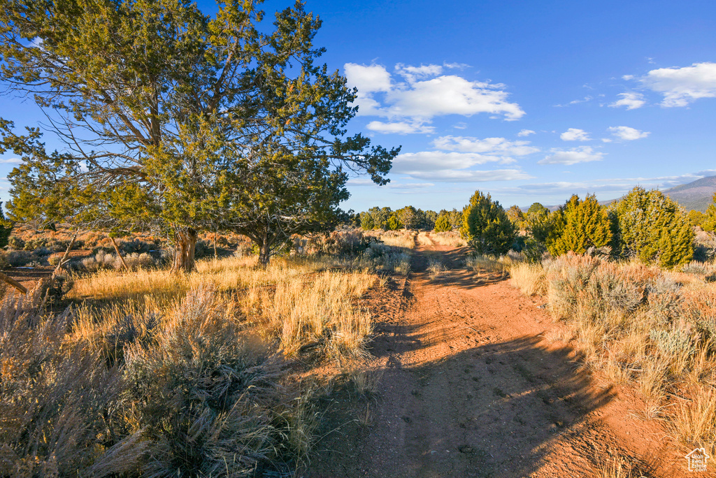 View of local wilderness
