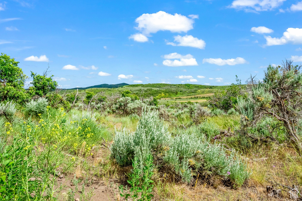 View of local wilderness