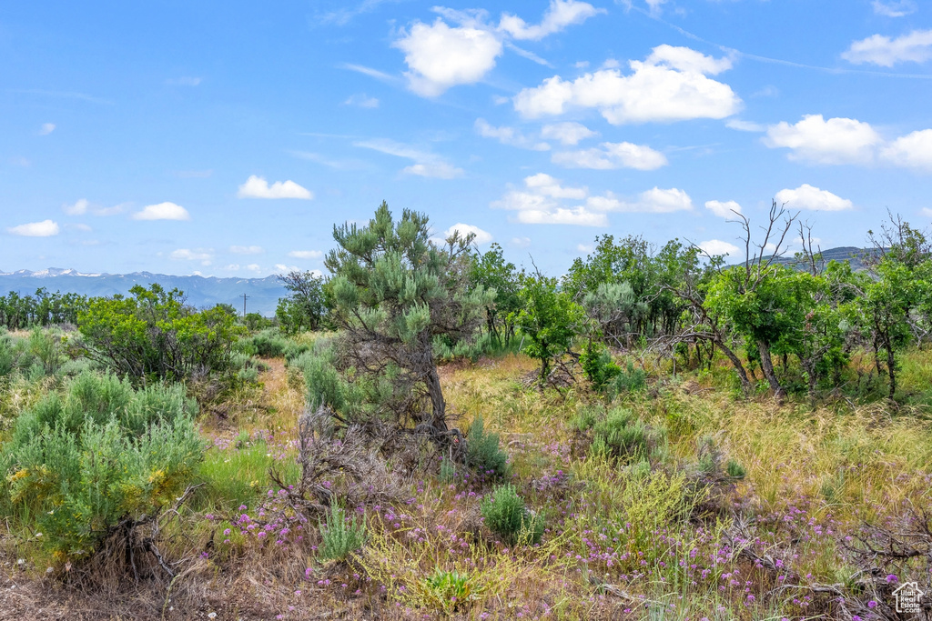 View of local wilderness featuring a mountain view