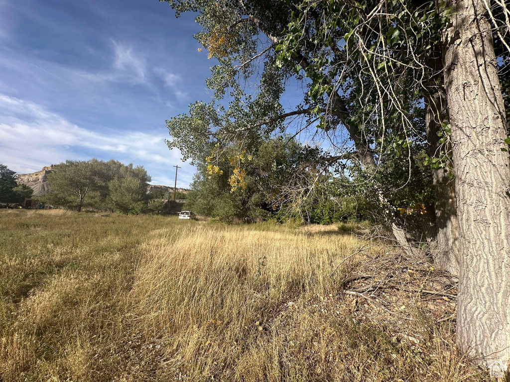 View of local wilderness