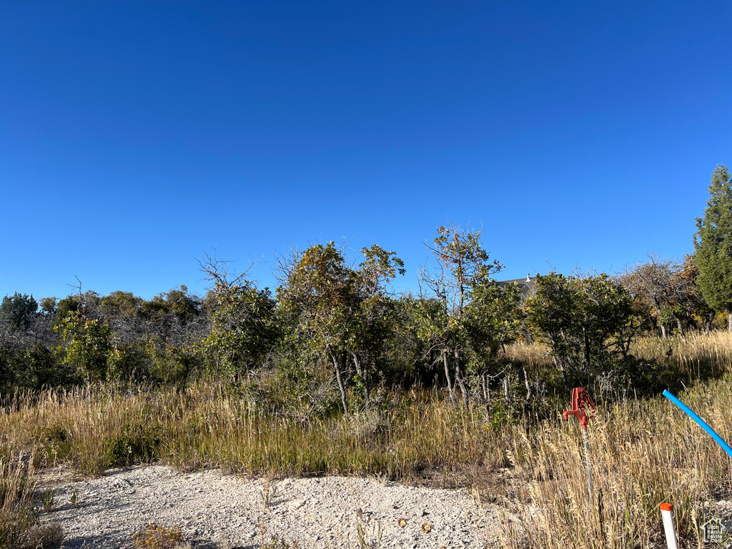 View of nature