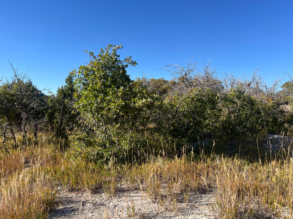 View of local wilderness