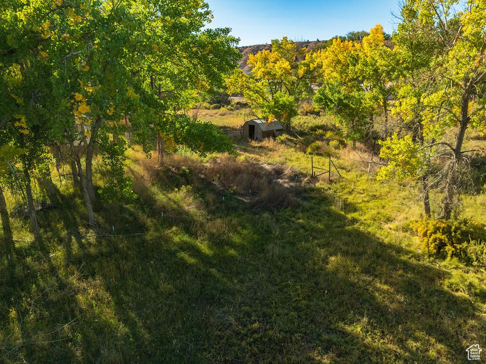 View of local wilderness