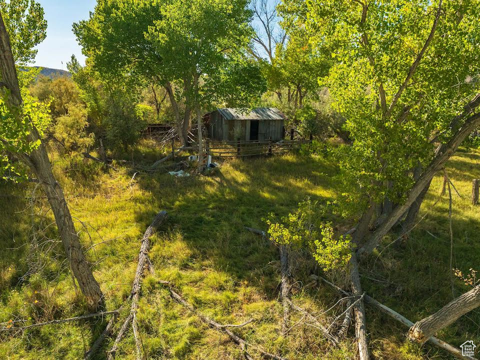 View of local wilderness