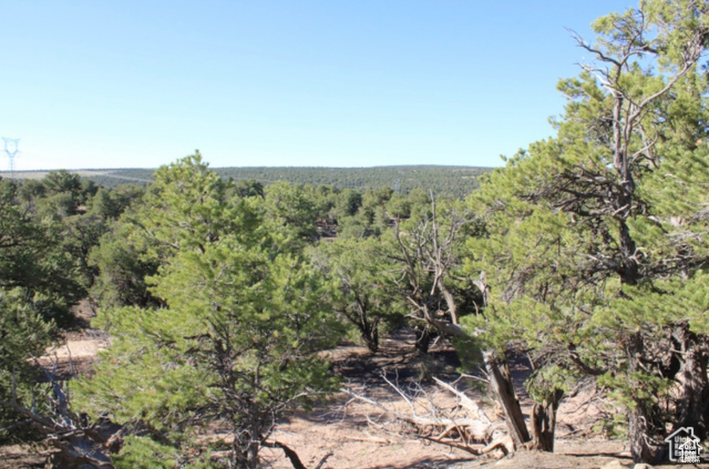 View of local wilderness