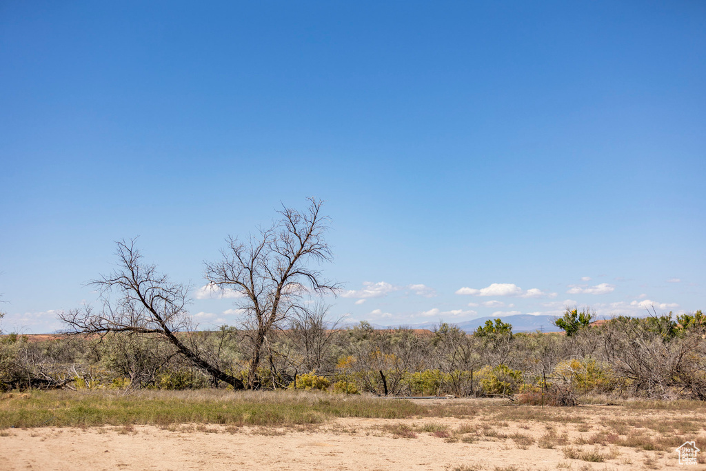 View of local wilderness