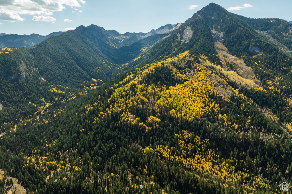 Mountain view featuring a forest