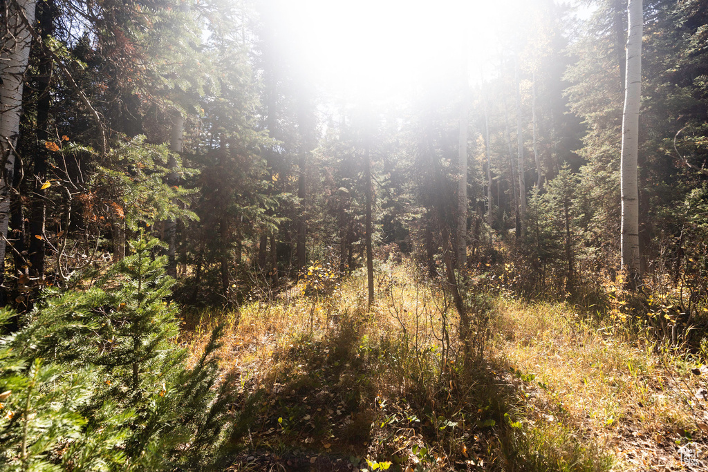 View of wooded area