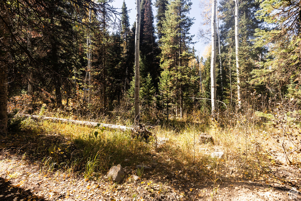 View of local wilderness