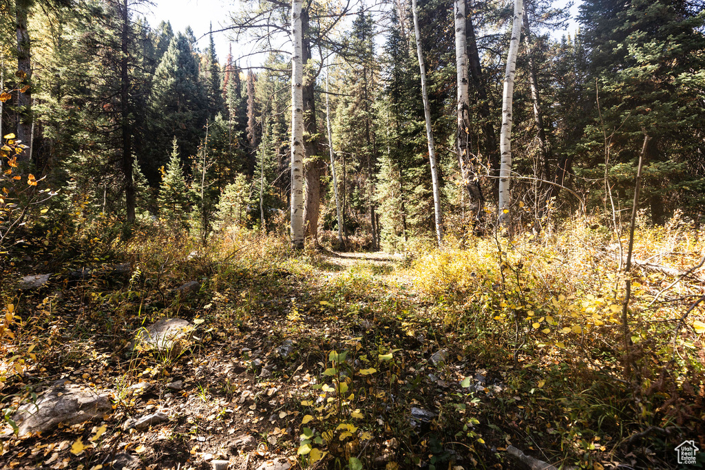 View of woods