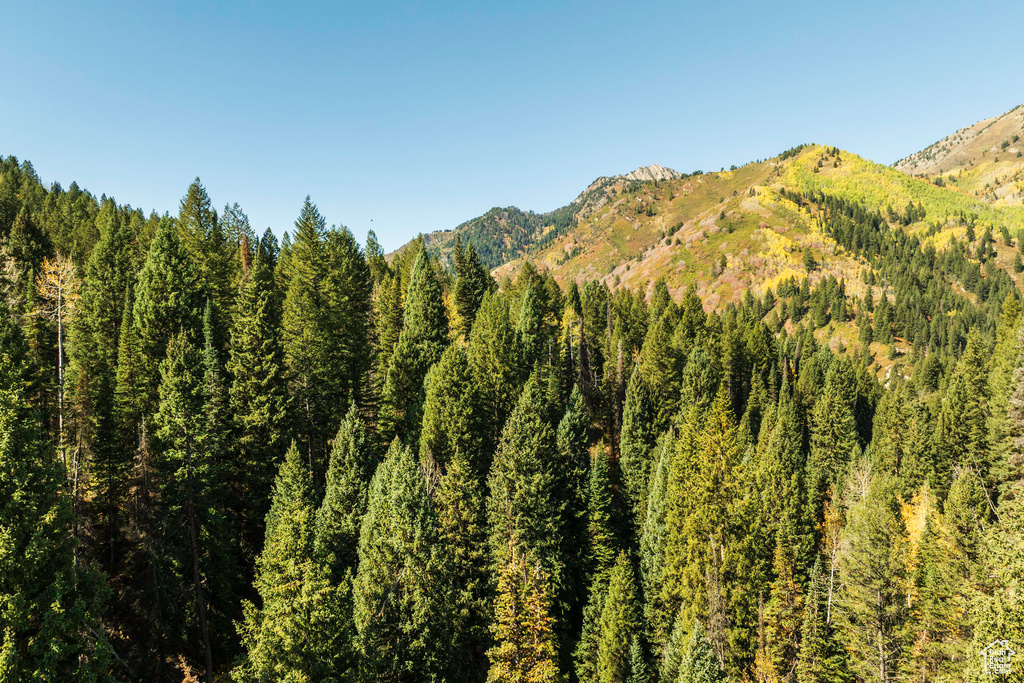 View of mountain background with a heavily wooded area