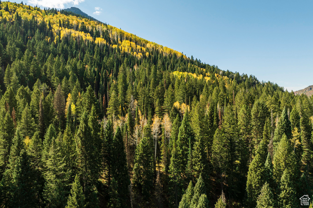 View of mountain backdrop with a heavily wooded area