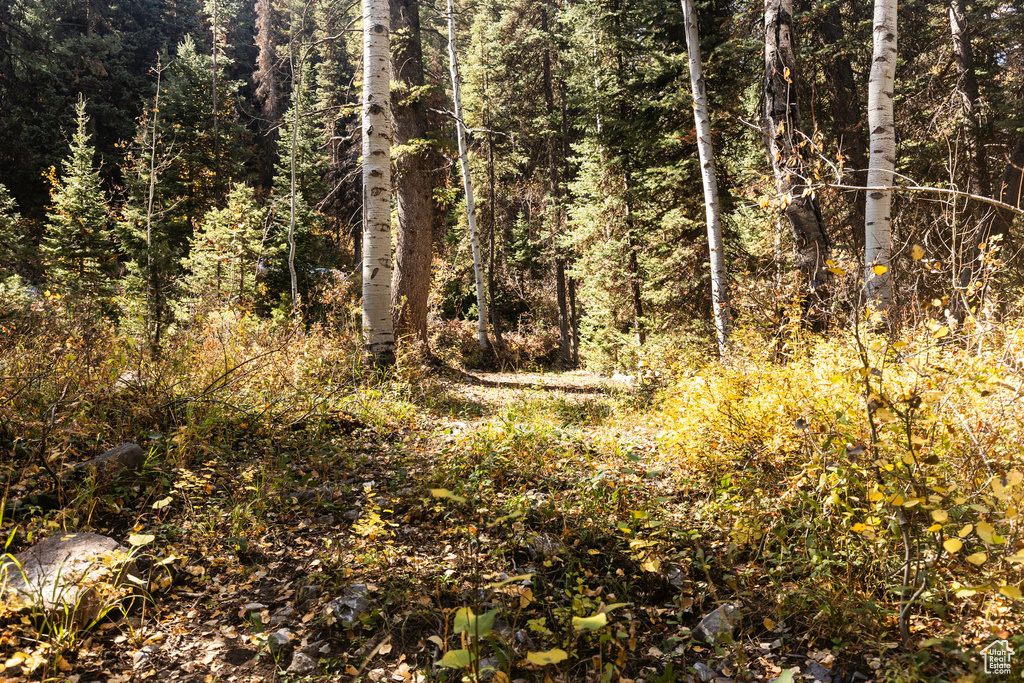 View of tree filled area