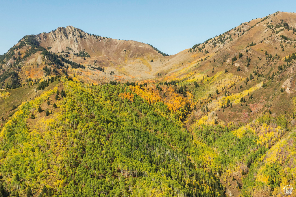 View of mountain background featuring a heavily wooded area