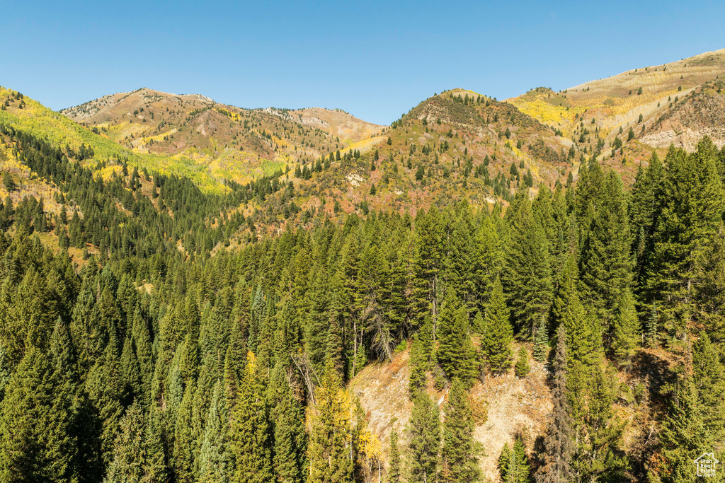 Mountain view featuring a forest