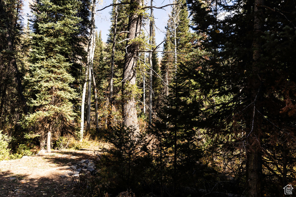 View of tree filled area