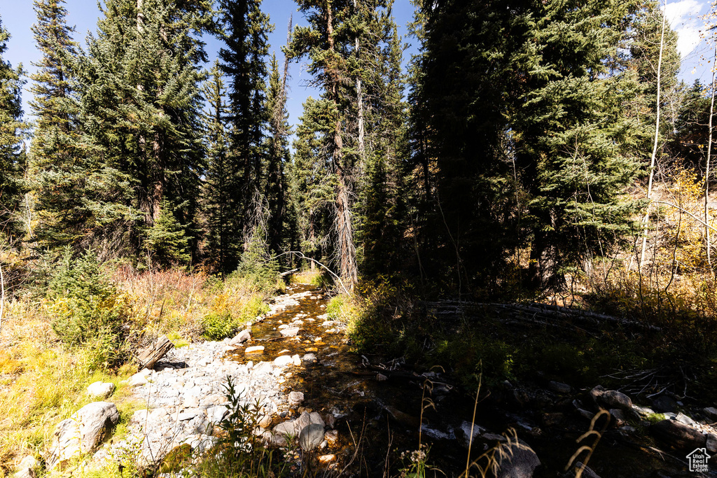 View of tree filled area