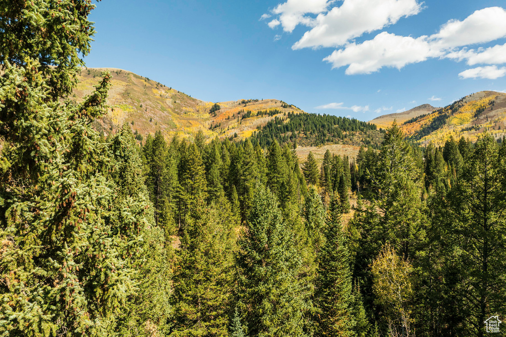 View of mountain background with a heavily wooded area