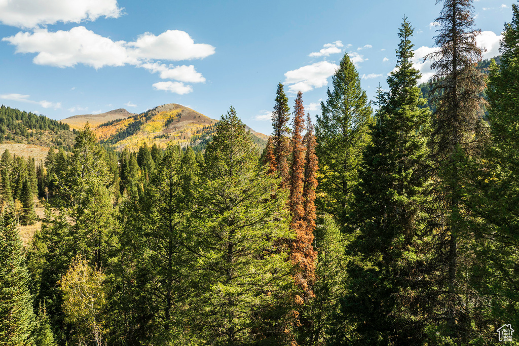 View of mountain backdrop with a forest