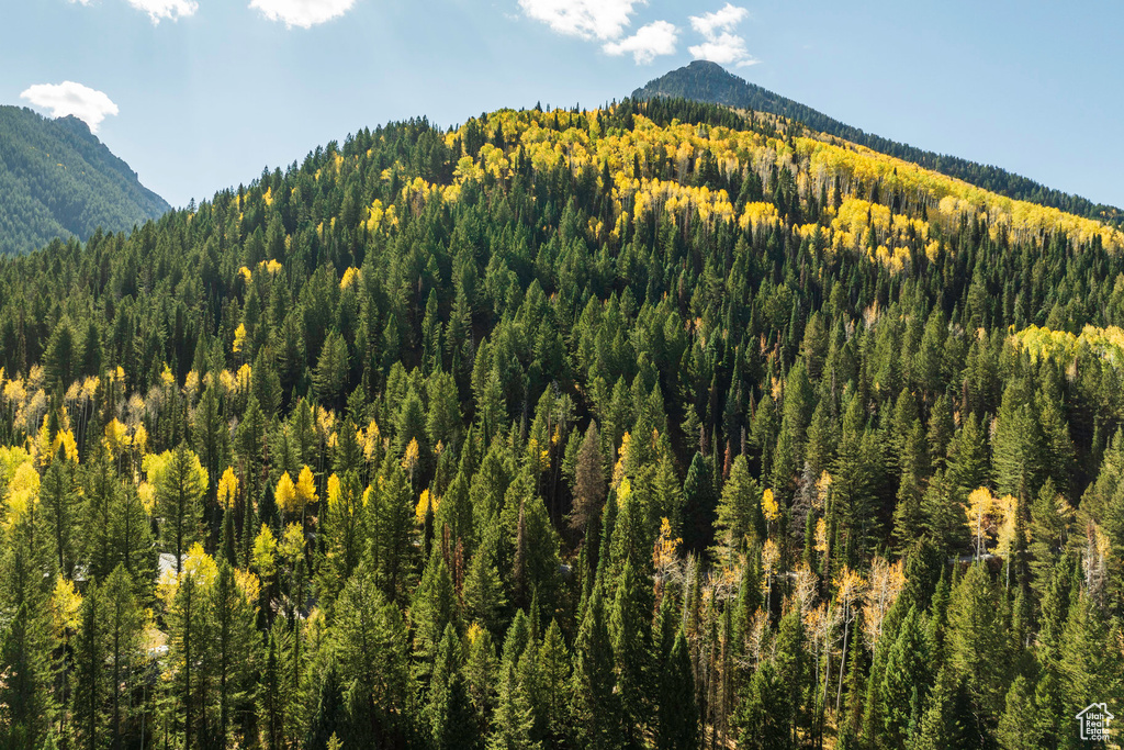 Mountain view featuring a forest