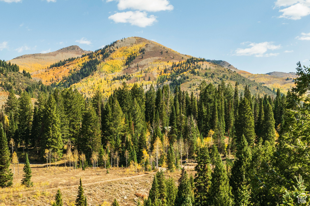 Mountain view featuring a forest