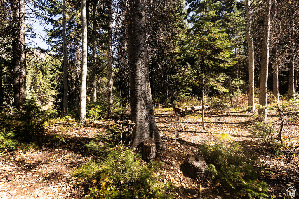 View of woods