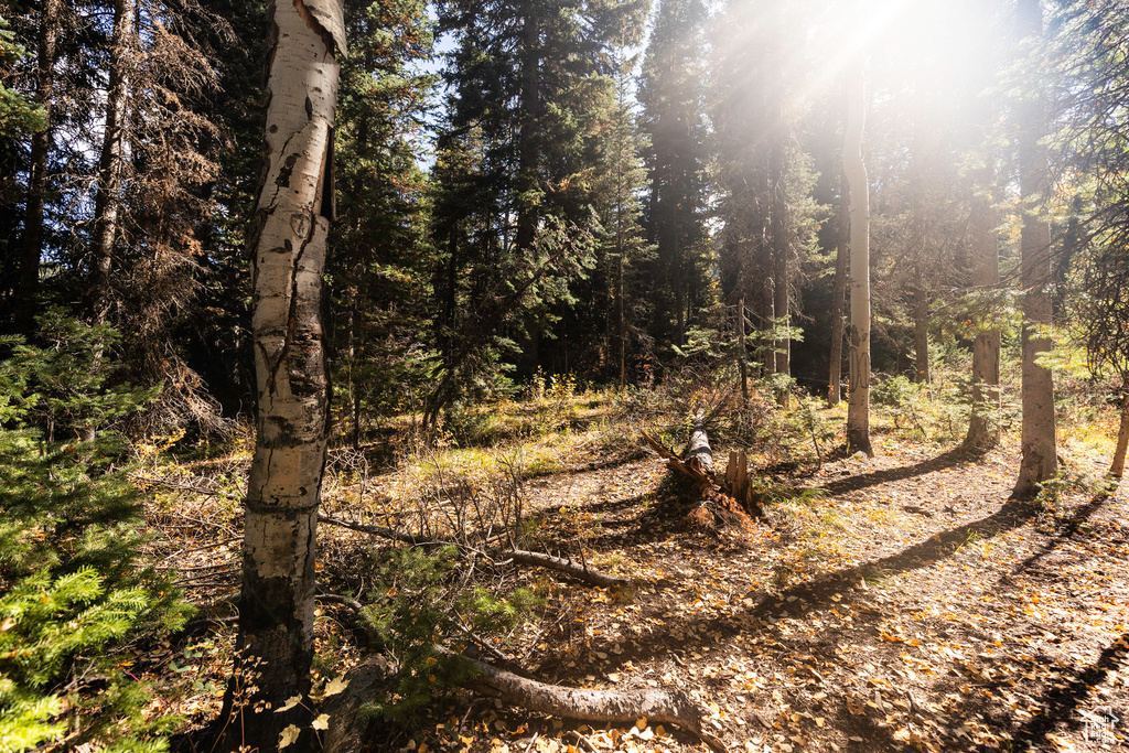 View of wooded area