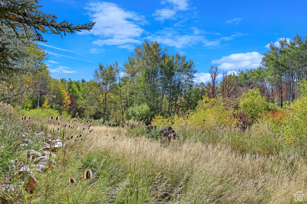 View of local wilderness