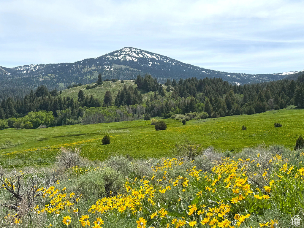 View of mountain backdrop featuring a heavily wooded area and rural landscape