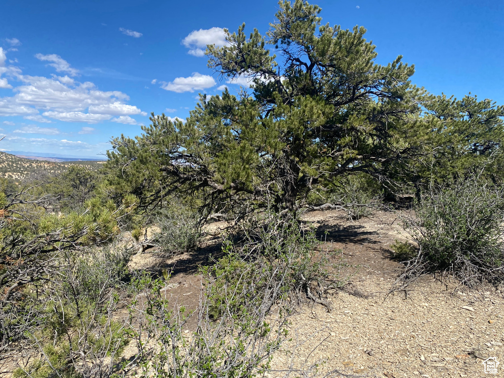 View of local wilderness