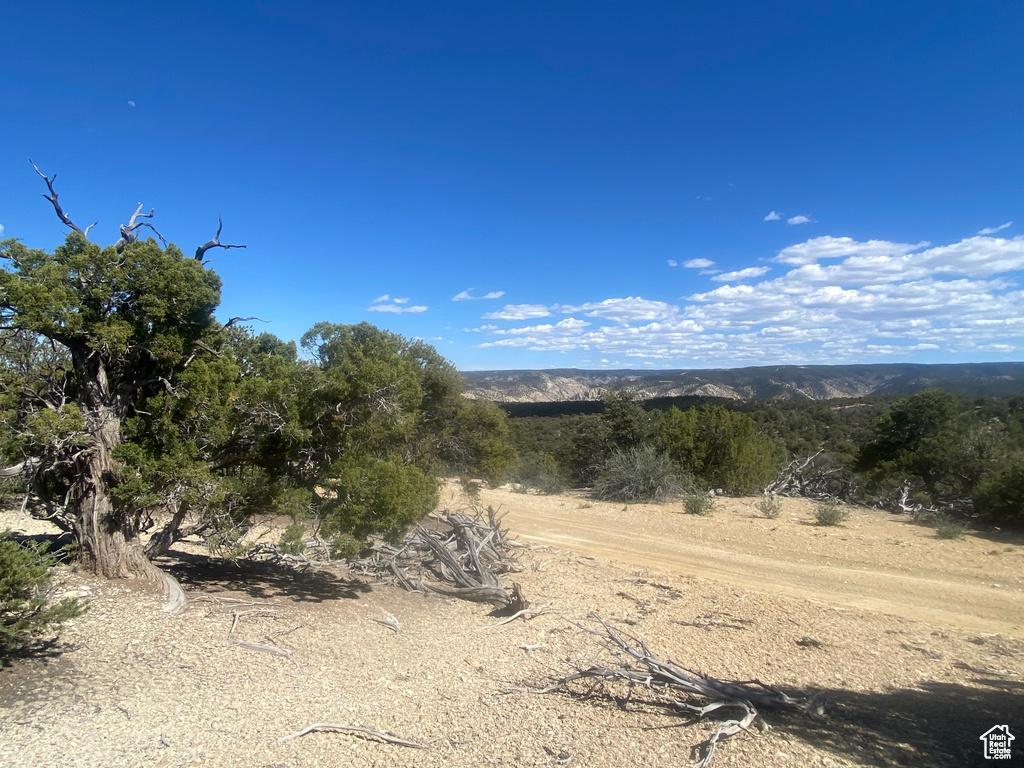 View of local wilderness