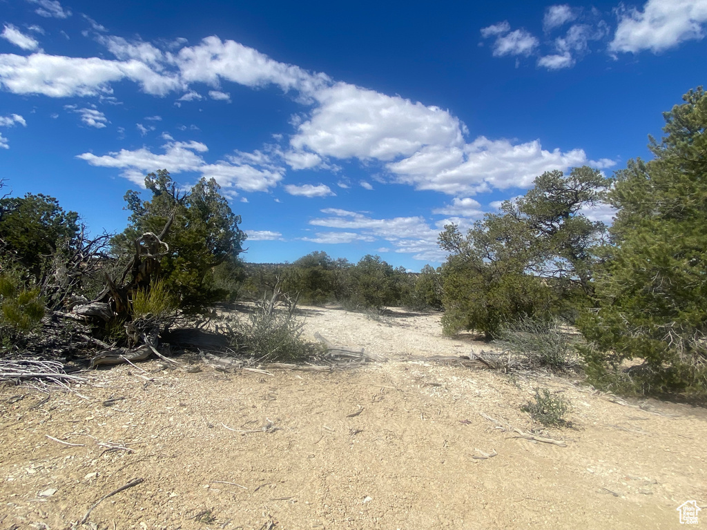 View of local wilderness