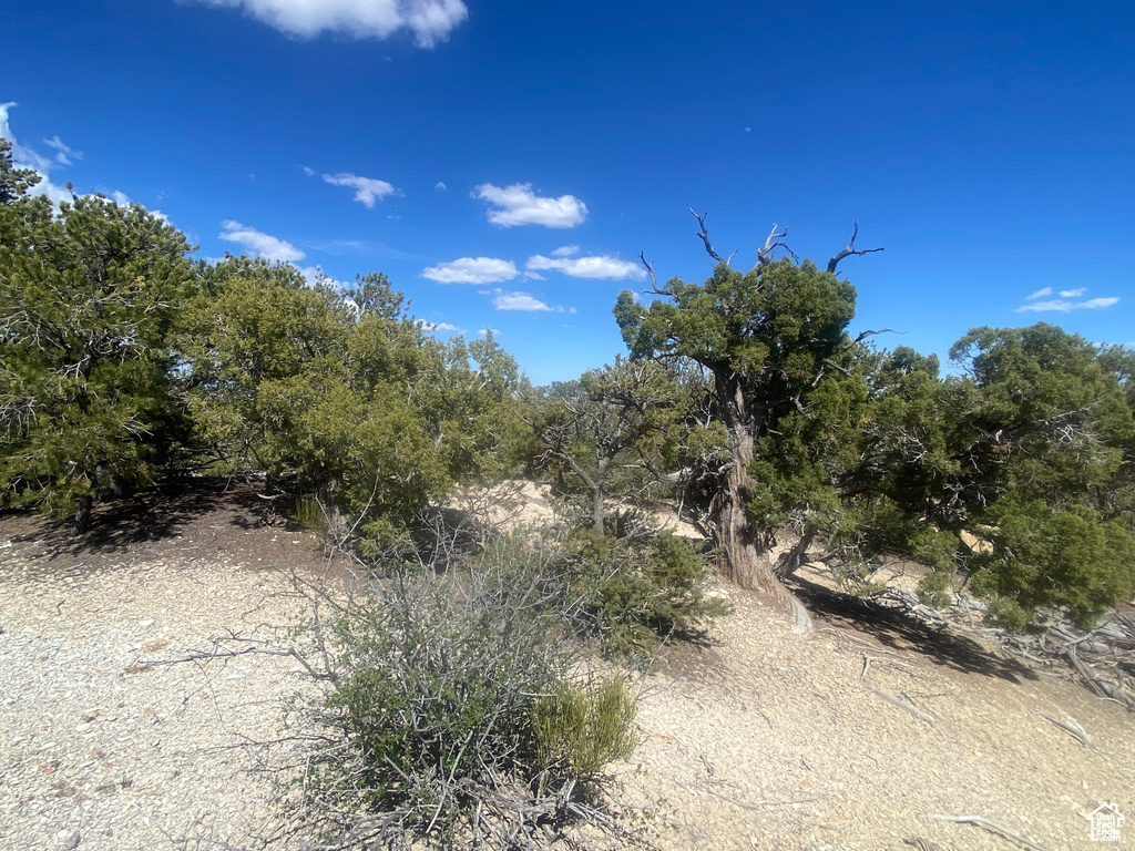 View of local wilderness