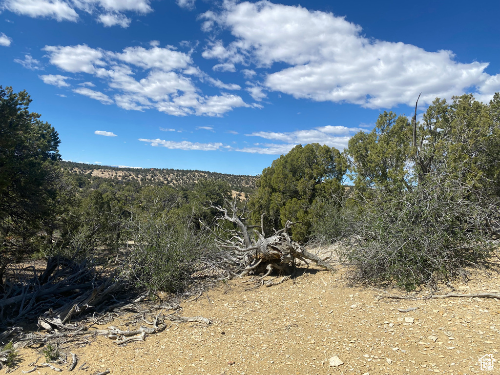 View of nature