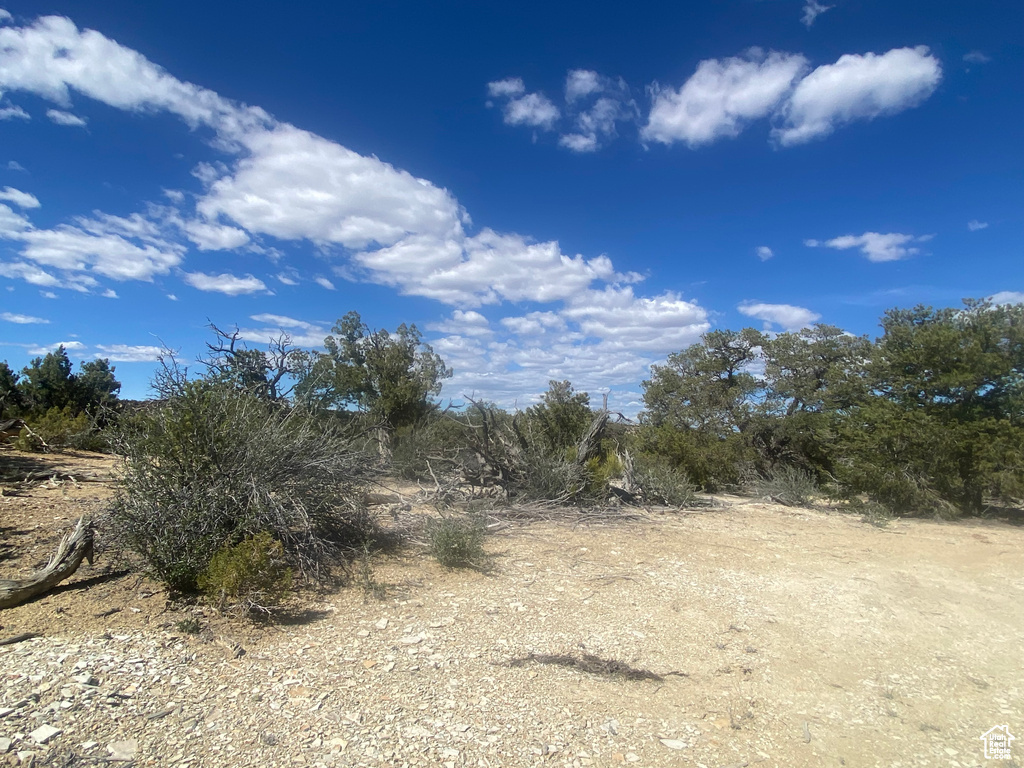 View of local wilderness