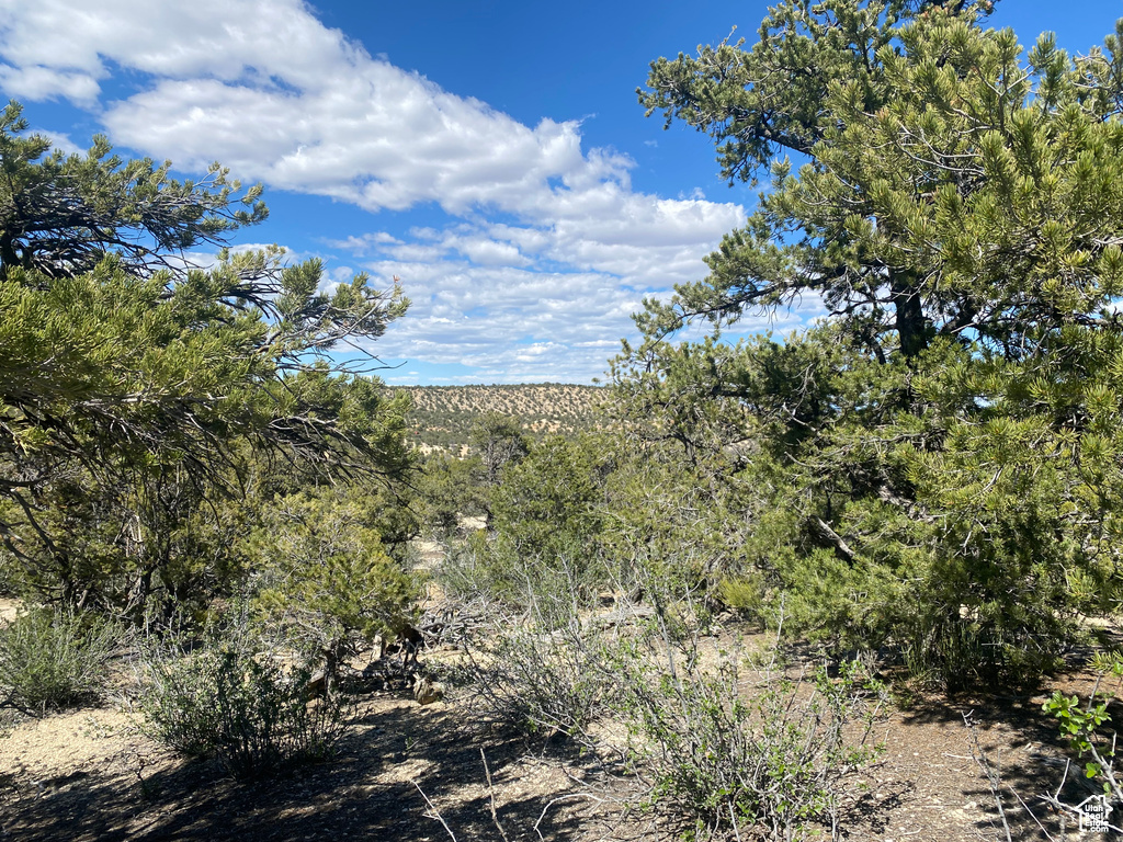 View of nature