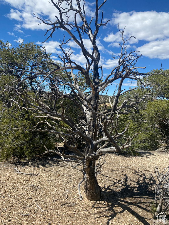 View of local wilderness