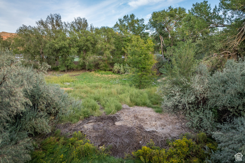 View of local wilderness