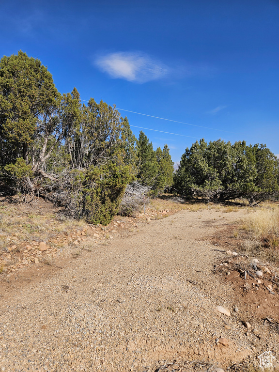 View of local wilderness