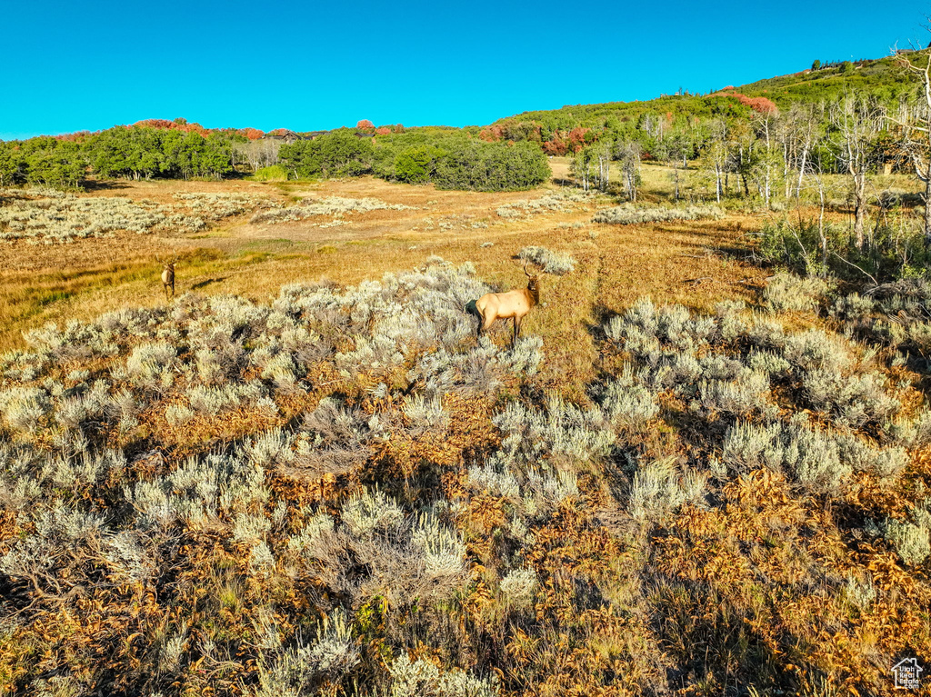 View of local wilderness