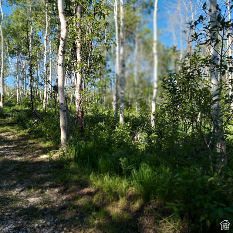 View of nature