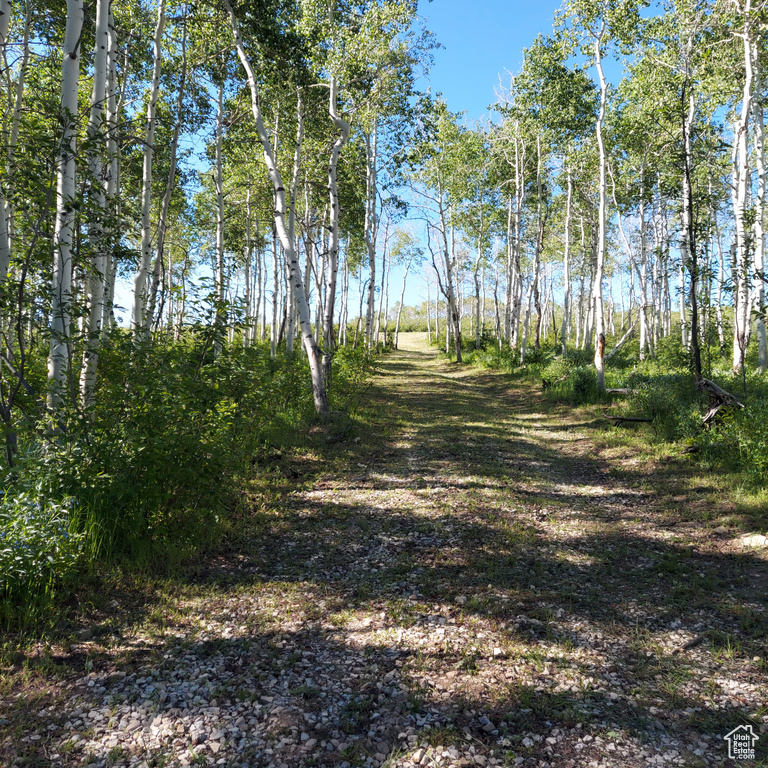 View of local wilderness