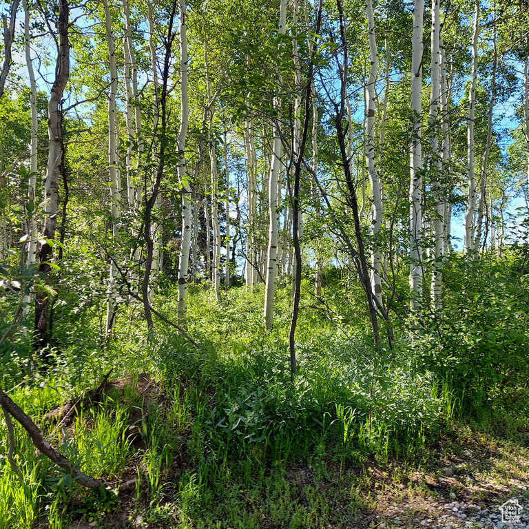 View of local wilderness