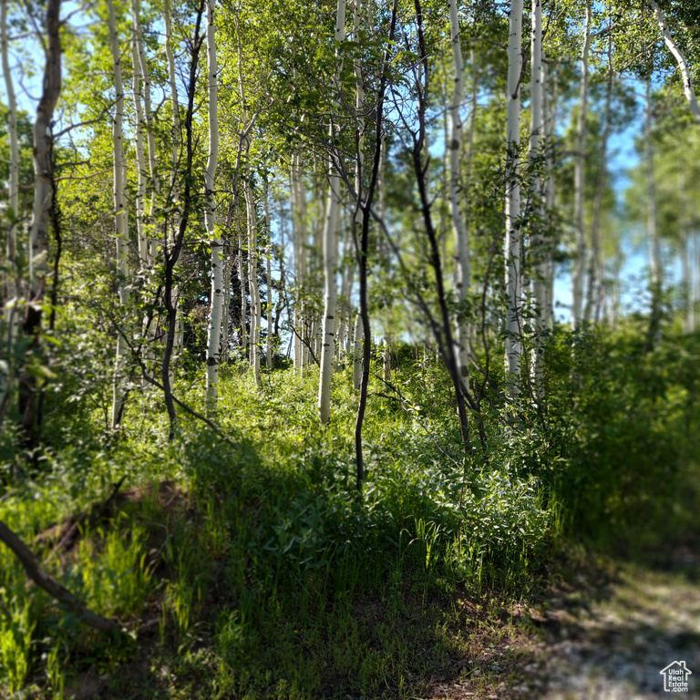 View of local wilderness