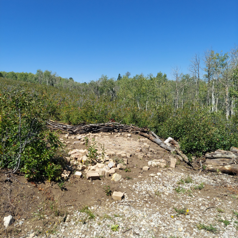 View of local wilderness