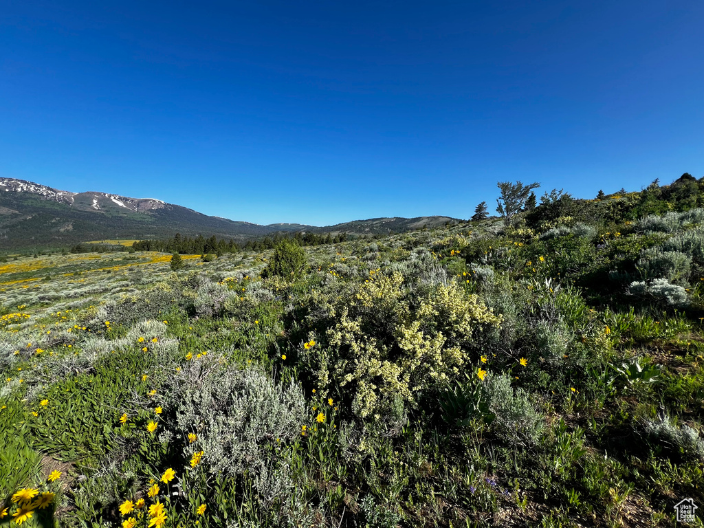Mountain view