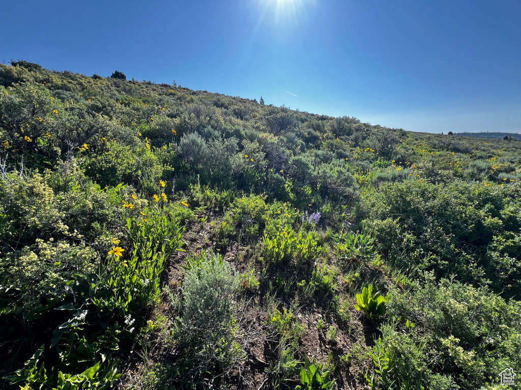 View of mountain backdrop with a heavily wooded area