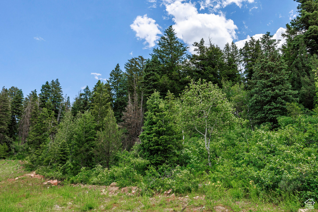 View of local wilderness