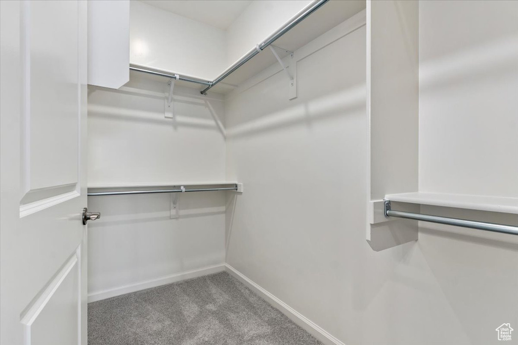 Spacious closet featuring carpet floors