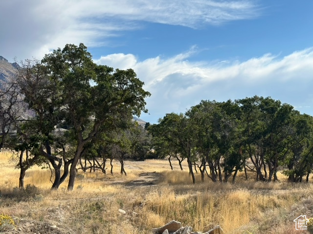 View of local wilderness with a rural view